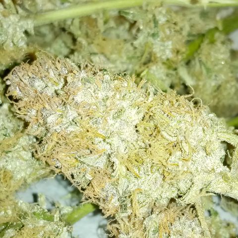 Bruce Banner auto growlog photo: Trim rosin and trimmed buds start cure