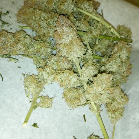 Bruce Banner auto growlog photo: Trim rosin and trimmed buds start cure