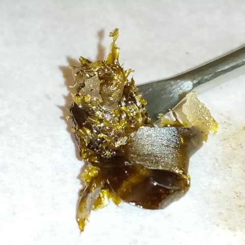 Bruce Banner auto growlog photo: Trim rosin and trimmed buds start cure