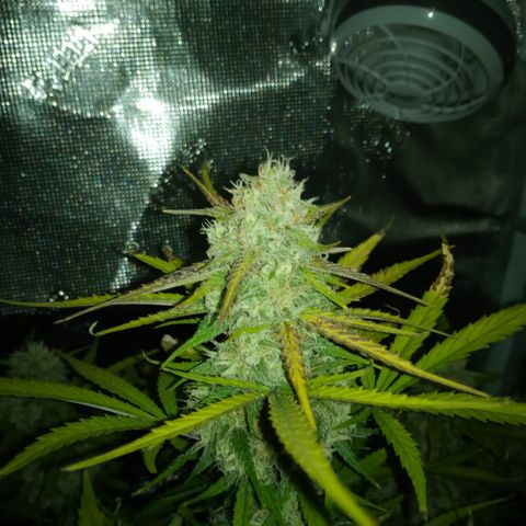 Crystal Candy XL Auto growlog timeline photo