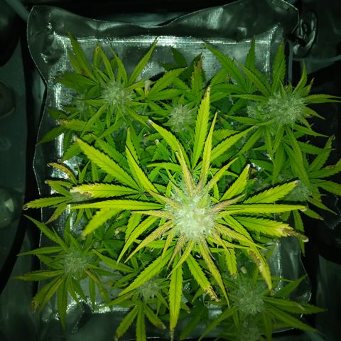 Crystal Candy XL Auto growlog timeline photo