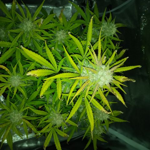 Crystal Candy XL Auto growlog timeline photo
