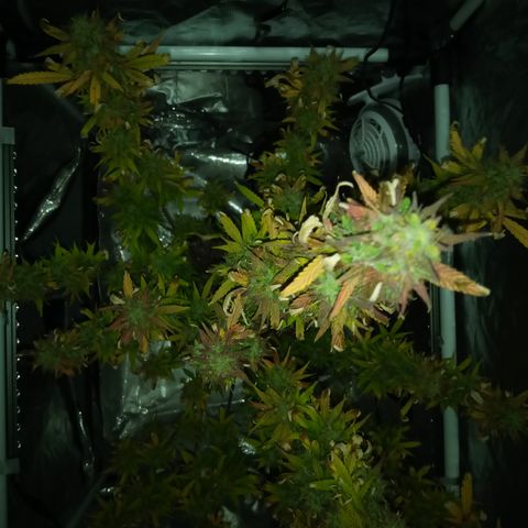 Gorilla Glue (Contest) growlog photo: Looking rough