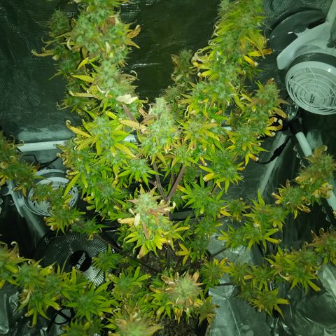 Gorilla Glue (Contest) growlog photo: Looking rough