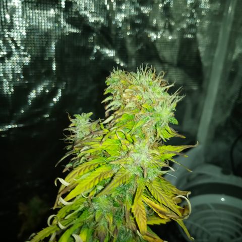 Gorilla Glue (Contest) growlog photo: Looking rough