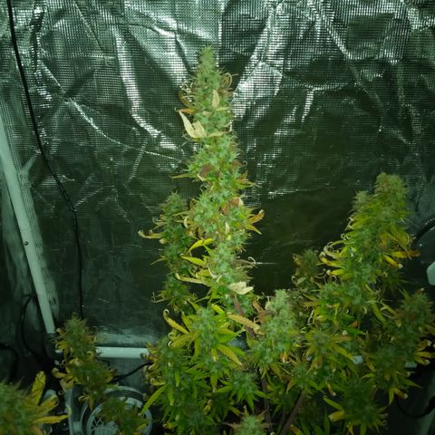 Gorilla Glue (Contest) growlog photo: Looking rough