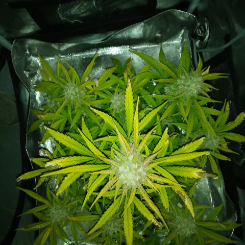 Crystal Candy XL Auto growlog timeline photo