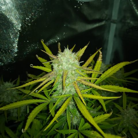Crystal Candy XL Auto growlog timeline photo