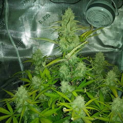 Crystal Candy XL Auto growlog timeline photo