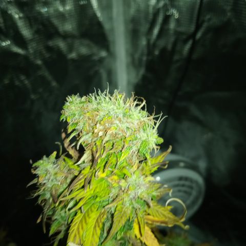 Gorilla Glue (Contest) growlog timeline photo