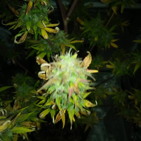 Gorilla Glue (Contest) growlog timeline photo