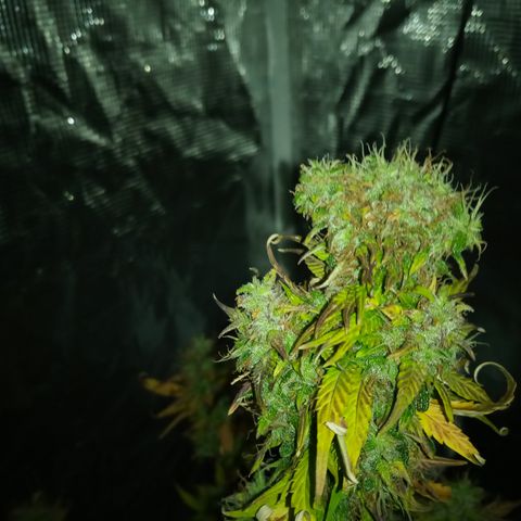 Gorilla Glue (Contest) growlog timeline photo