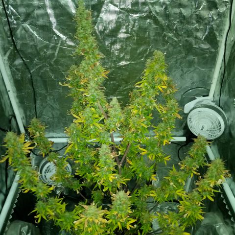 Gorilla Glue (Contest) growlog timeline photo