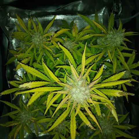 Crystal Candy XL Auto growlog timeline photo