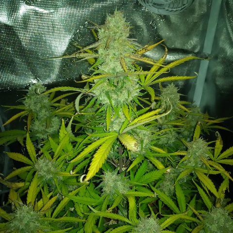 Crystal Candy XL Auto growlog timeline photo