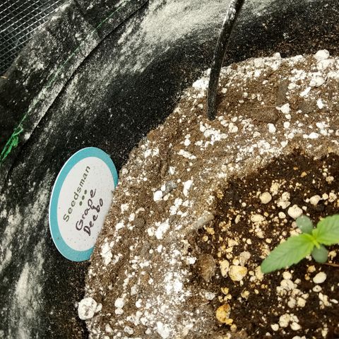 Grape Deebo growlog timeline photo