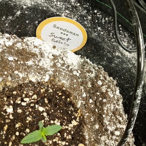 Sweet Gelato Auto growlog timeline photo