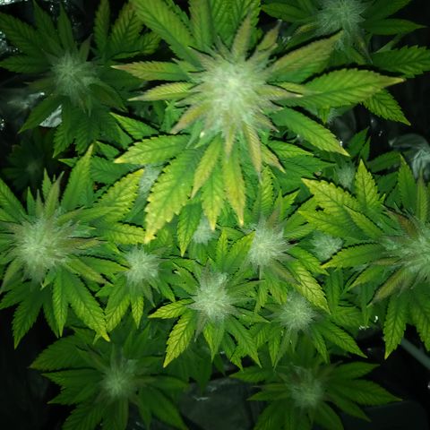 White widow growlog photo: Hard to be there for lights on photos 