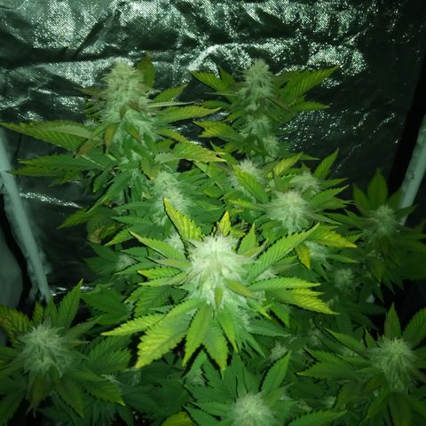 White widow growlog photo: Hard to be there for lights on photos 