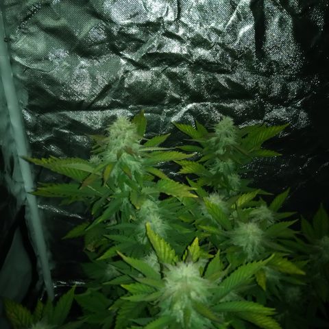 White widow growlog photo: Hard to be there for lights on photos 