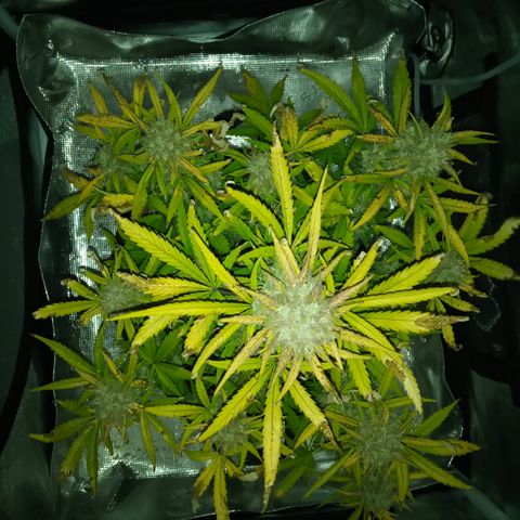 Crystal Candy XL Auto growlog photo: Almost
