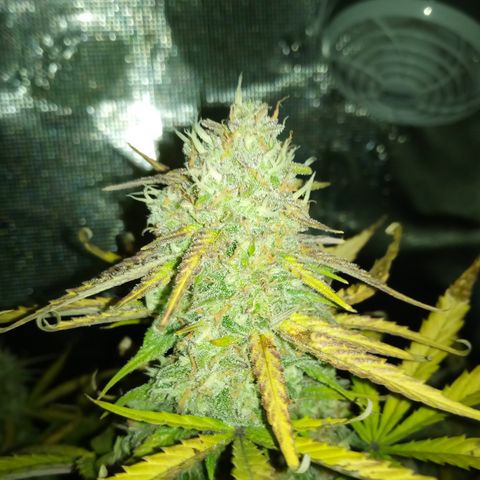 Crystal Candy XL Auto growlog photo: Almost