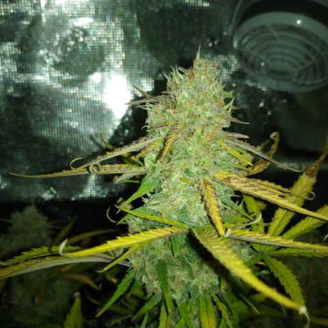 Crystal Candy XL Auto growlog photo: Almost