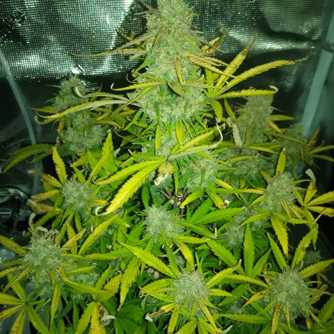 Crystal Candy XL Auto growlog photo: Almost