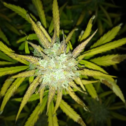 Crystal Candy XL Auto growlog photo: Almost