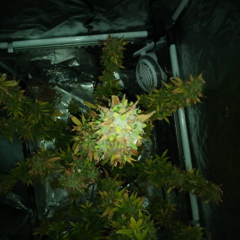 Gorilla Glue (Contest) growlog photo: * the store running the contest got shutdown last month* 😞