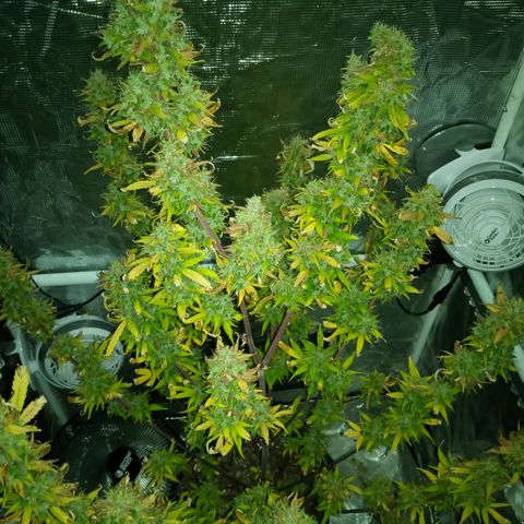Gorilla Glue (Contest) growlog photo: * the store running the contest got shutdown last month* 😞