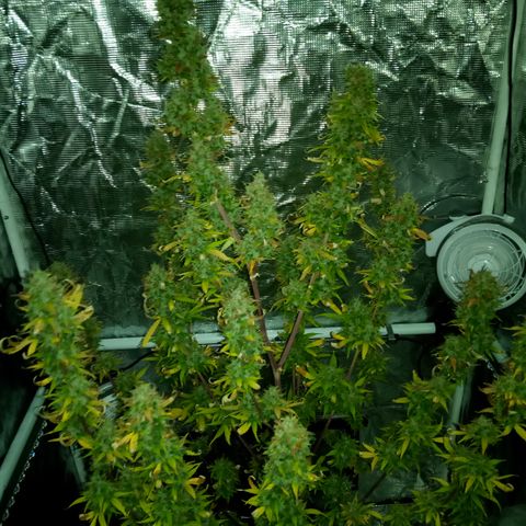 Gorilla Glue (Contest) growlog photo: * the store running the contest got shutdown last month* 😞