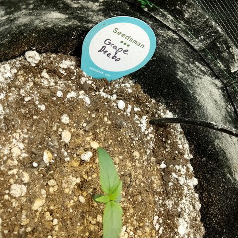 Grape Deebo growlog timeline photo