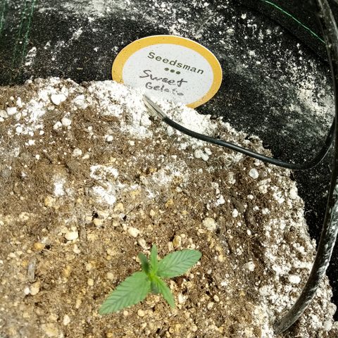 Sweet Gelato Auto growlog timeline photo