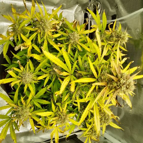 Crystal Candy XL Auto growlog timeline photo