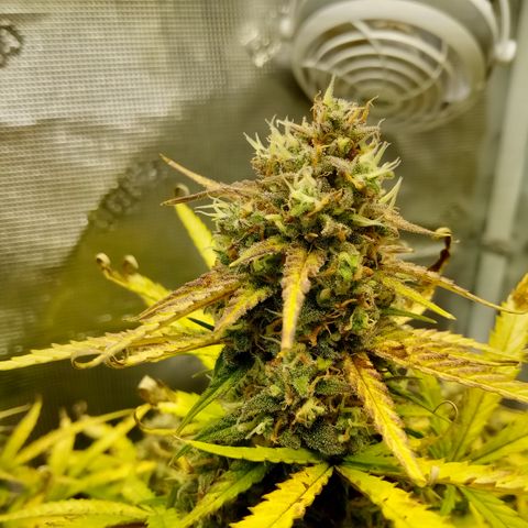 Crystal Candy XL Auto growlog timeline photo