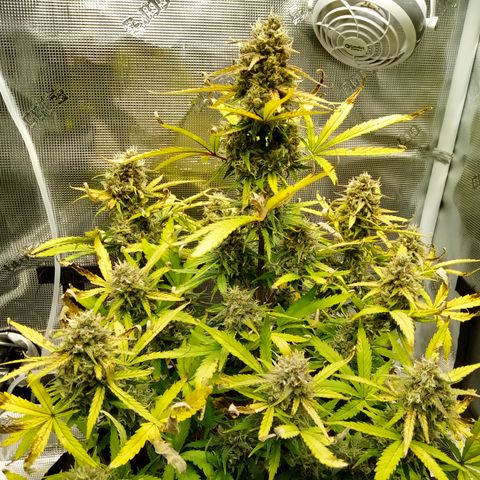 Crystal Candy XL Auto growlog timeline photo