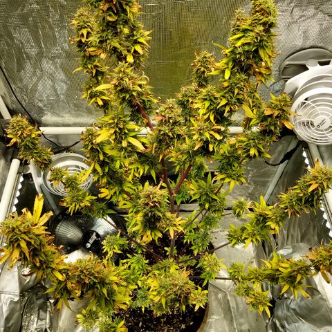 Gorilla Glue (Contest) growlog timeline photo