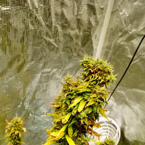 Gorilla Glue (Contest) growlog timeline photo