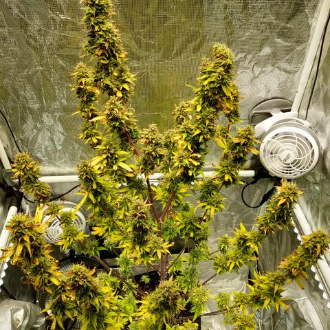 Gorilla Glue (Contest) growlog timeline photo
