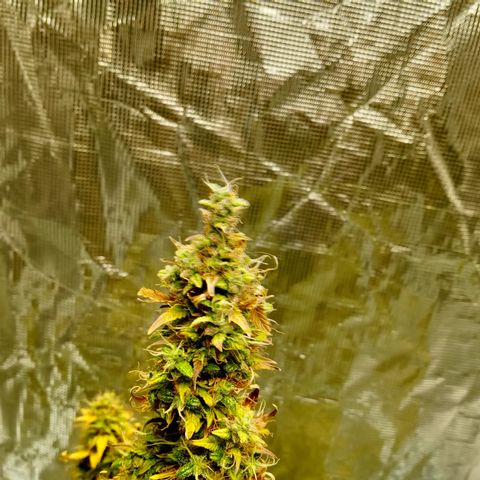 Gorilla Glue (Contest) growlog timeline photo
