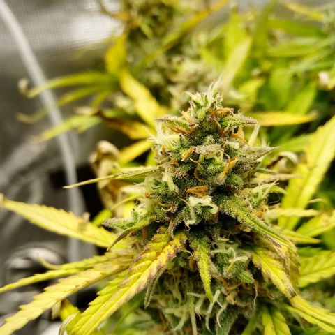 Crystal Candy XL Auto growlog timeline photo