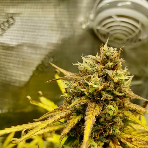 Crystal Candy XL Auto growlog timeline photo