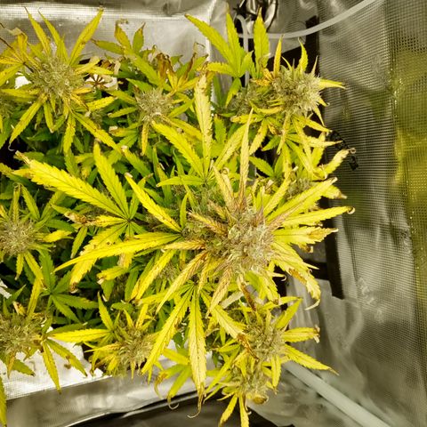 Crystal Candy XL Auto growlog timeline photo