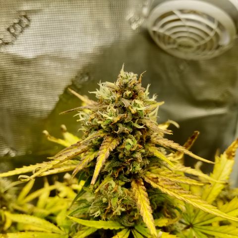 Crystal Candy XL Auto growlog timeline photo