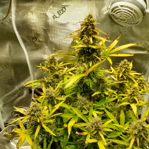 Crystal Candy XL Auto growlog timeline photo