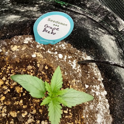 Grape Deebo growlog timeline photo