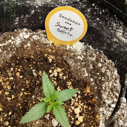 Sweet Gelato Auto growlog timeline photo