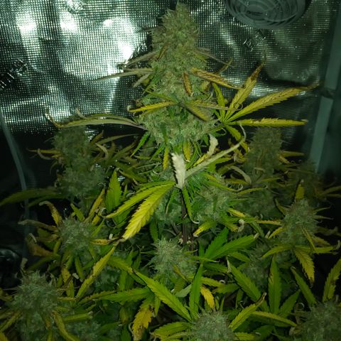 Crystal Candy XL Auto growlog timeline photo