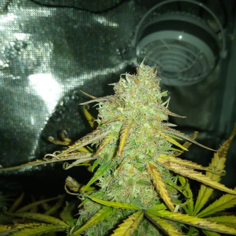 Crystal Candy XL Auto growlog timeline photo